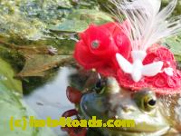 /home//u458753944/public_html/sourcegallery//Frogs/More bullfrogs/P8180173.JPG